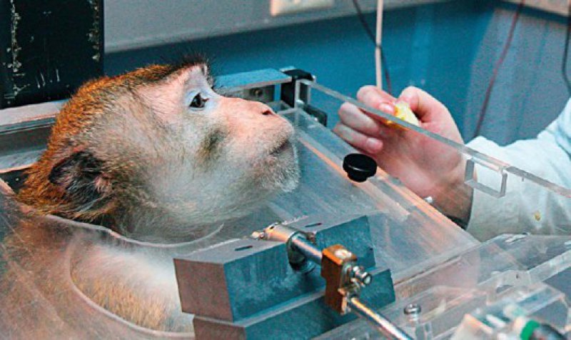 Tierversuche in der medizinischen Forschung Druck von allen Seiten
